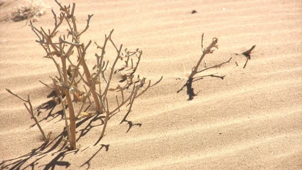 Namib Paysage Désertique Namibie — Video