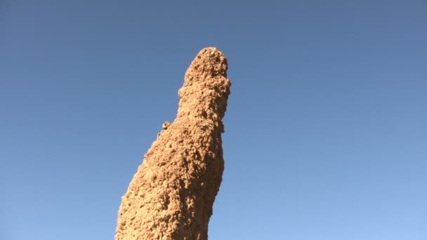 Anthill Gurun Namib Namibia — Stok Video