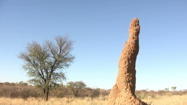 Anthill Namib Desert Namibia — Video Stock