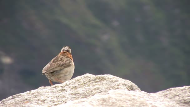 Rufous Collared Sparrow Machu Picchu Peru — Stock video