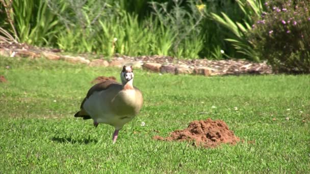 Egyptian Goose Ciudad Del Cabo Sudáfrica — Vídeos de Stock