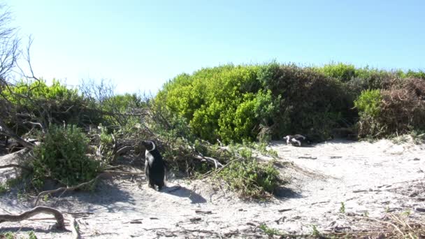 Afrika Pengueni Boulders Sahili Cape Town Güney Afrika — Stok video