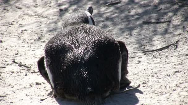 African Penguin Boulders Beach Ciudad Del Cabo Sudáfrica — Vídeo de stock