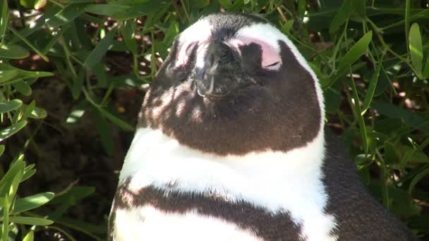 Afrikai Pingvin Boulders Beach Fokváros Dél Afrika — Stock videók