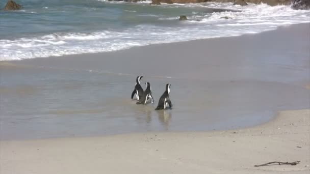 African Penguin Boulders Beach Ciudad Del Cabo Sudáfrica — Vídeo de stock