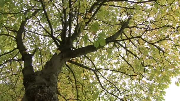 Hyde Park Londres Reino Unido — Vídeo de Stock