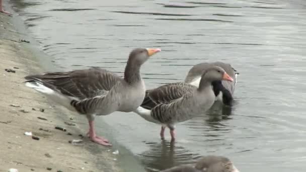 Greylag Goose Hyde Park Londres Reino Unido — Vídeos de Stock