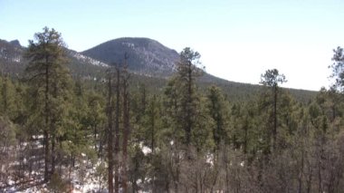 Büyük Kanyon yakınlarındaki Orman, Birleşik Devletler