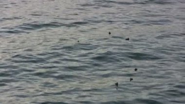 Newport Plajı, Birleşik Devletler