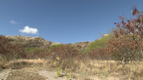 Diamond Head Oahu Hawaii Stati Uniti — Video Stock