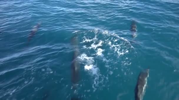 Spinner Dolphin Waianae Oahu Hawaii Egyesült Államok — Stock videók