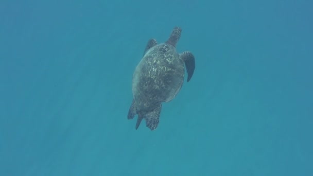Green Sea Turtle Оаху Гавайи Сша — стоковое видео