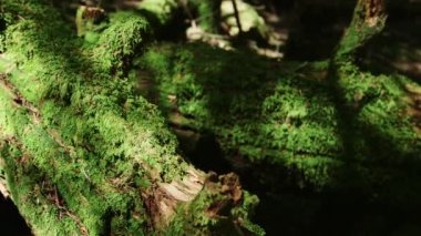 Yosun Ormanı, Kuzey Yatsugatake, Japonya