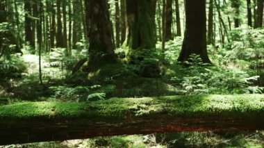 Yosun Ormanı, Kuzey Yatsugatake, Japonya