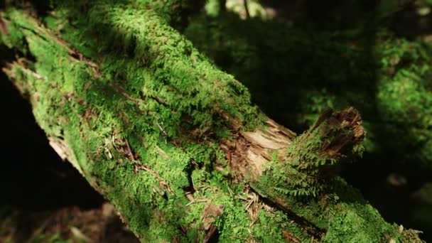 Moss Forest Noordelijke Yatsugatake Japan — Stockvideo