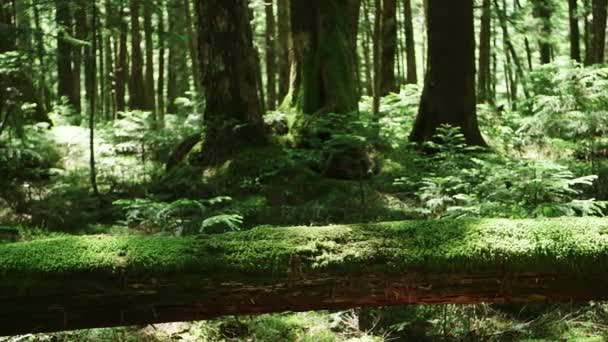 Foresta Muschio Yatsugatake Settentrionale Giappone — Video Stock