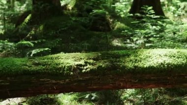 Yosun Ormanı, Kuzey Yatsugatake, Japonya