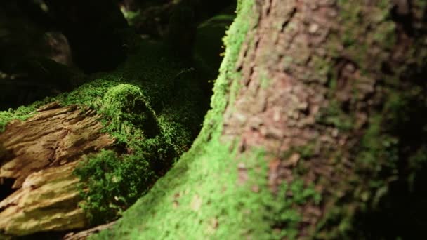 Moss Forest Northern Yatsugatake Japan — 图库视频影像