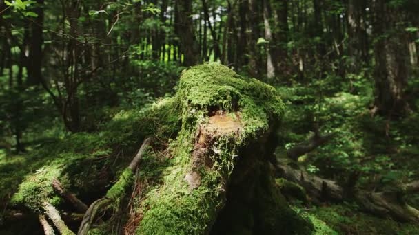 Moss Forest Noordelijke Yatsugatake Japan — Stockvideo