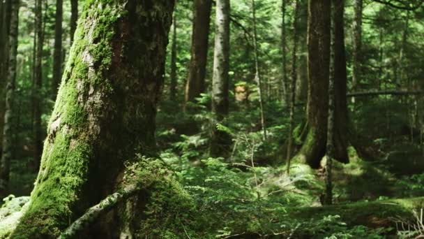 Floresta Musgo Yatsugatake Norte Japão — Vídeo de Stock