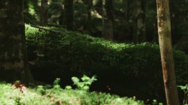 Yosun Ormanı, Kuzey Yatsugatake, Japonya