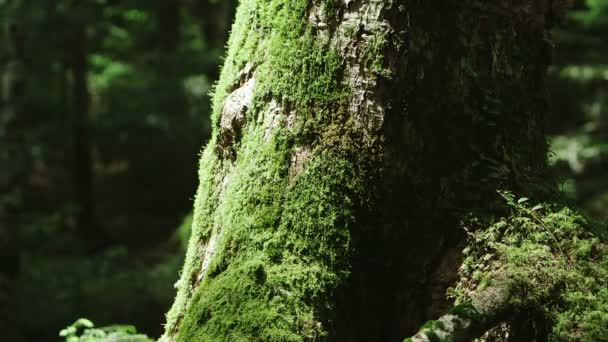 Moss Forest Northern Yatsugatake Japan — 图库视频影像