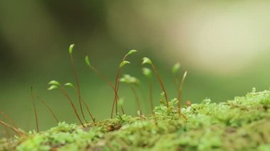 Yosun Ormanı, Kuzey Yatsugatake, Japonya