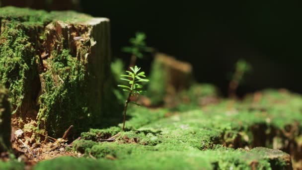 Moss Forest Północny Yatsugatake Japonia — Wideo stockowe