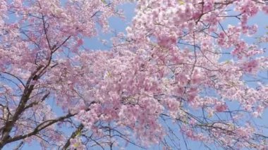 Ağlayan kiraz ağaçlarının manzarası