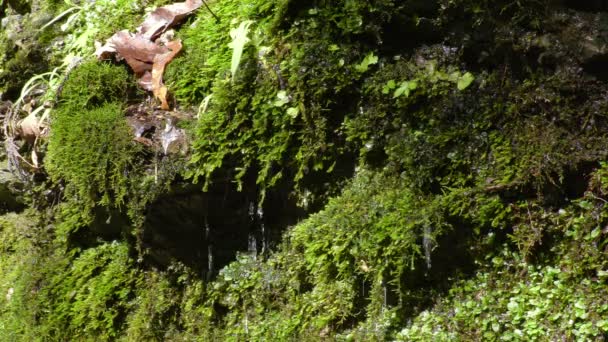 Moss Pěstování Skalách Přírodní Pramenitá Voda — Stock video