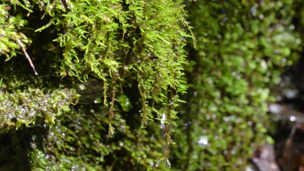 Moss Pěstování na skalách, Přírodní pramenitá voda
