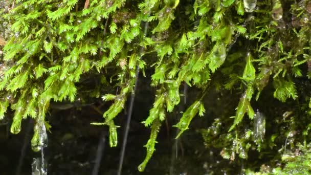 生长在岩石上的苔藓 天然泉水 — 图库视频影像