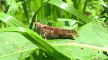 Kahverengi Çekirge (Patanga japonica) Yeşil Yaprak 'ın üzerinde dinleniyor