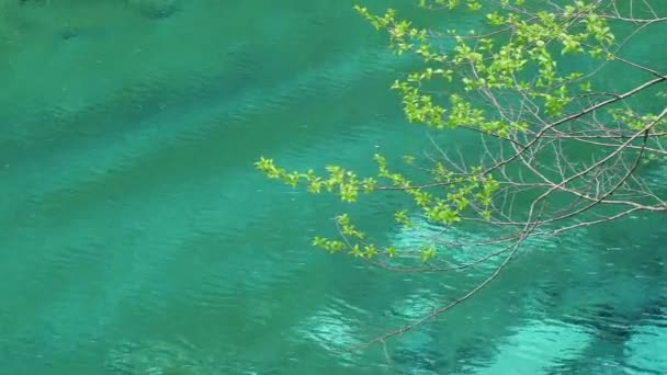 Emerald Blue Water Vallée Yushin Tanzawa Japon — Video