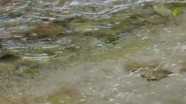 Shiraito Şelalesi (Shiraitonotaki), Shizuoka, Japonya, 60 fps