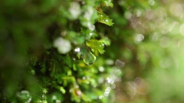 Kayalarda Yosun Büyüyor, Doğal Bahar Suyu