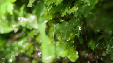 Kayalarda Yosun Büyüyor, Doğal Bahar Suyu