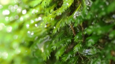 Kayalarda Yosun Büyüyor, Doğal Bahar Suyu