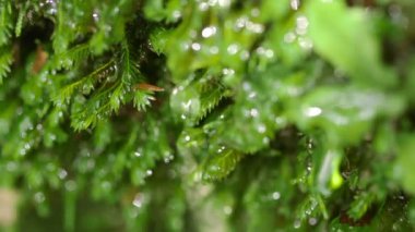 Kayalarda Yosun Büyüyor, Doğal Bahar Suyu