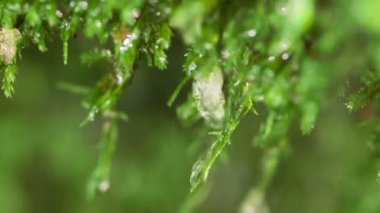 Kayalarda Yosun Büyüyor, Doğal Bahar Suyu