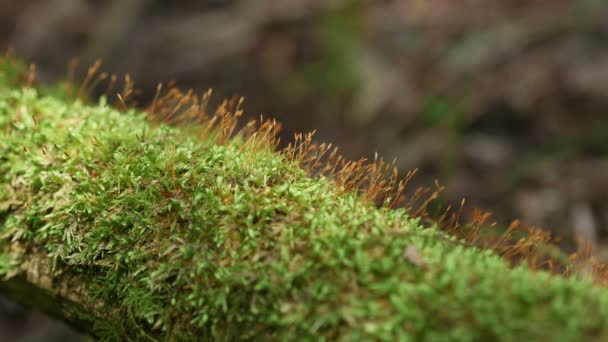 木の上で成長する苔 — ストック動画