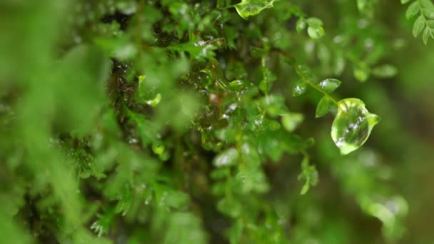 Mos Groeien Rotsen Natuurlijk Bronwater — Stockvideo