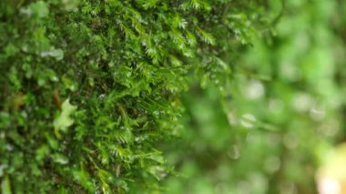 Kayalarda Yosun Büyüyor, Doğal Bahar Suyu