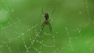 Leucauge Magnifica, Örümcek Ağı 'na Su Damlaları