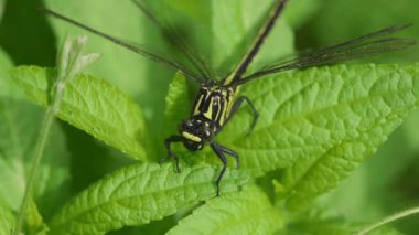 Yeşil Yaprak üzerinde dinlenen Yusufçuk (Asiagomphus melaenops)