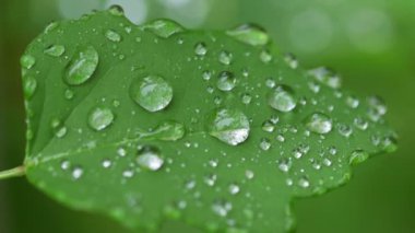 su yapraklara düşer.