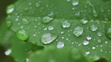 su yapraklara düşer.