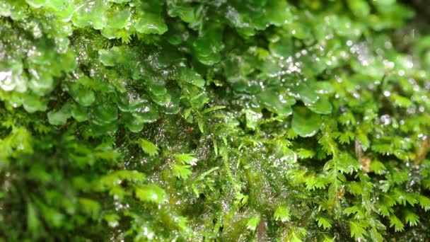 Moss Creciendo Rocas Agua Manantial Natural — Vídeos de Stock