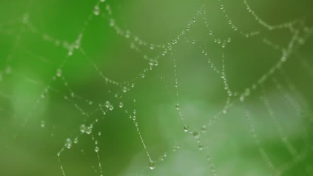 Gotas Agua Spider Web — Vídeos de Stock