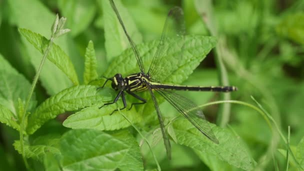 Foglia Verde Asiagomphus Melaenops — Video Stock